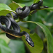 Puffing Snake - Photo (c) Geoff Gallice, some rights reserved (CC BY)
