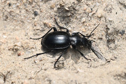 Calosoma latipenne photo 2