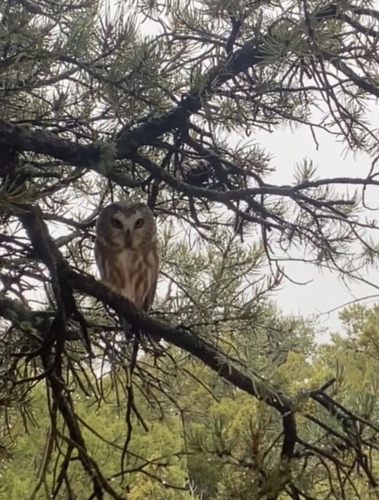 Northern Saw-whet Owl observed by sgreen87