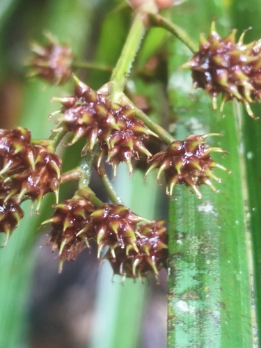 Mapania observed 2026-04-14