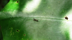 Teleopsis quadriguttata