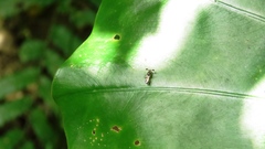 Teleopsis quadriguttata