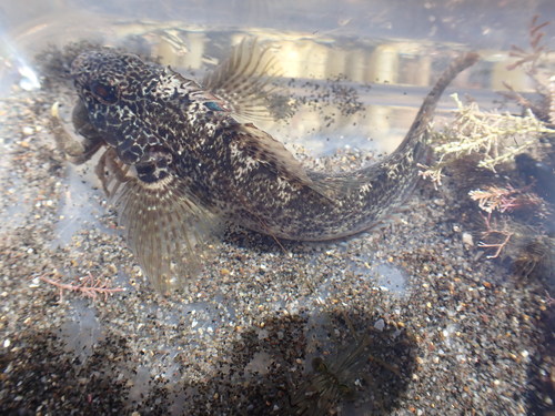 Multifid triplefin (Forsterygion gymnotum) — Tripterygiidae