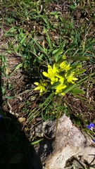 Gagea chlorantha
