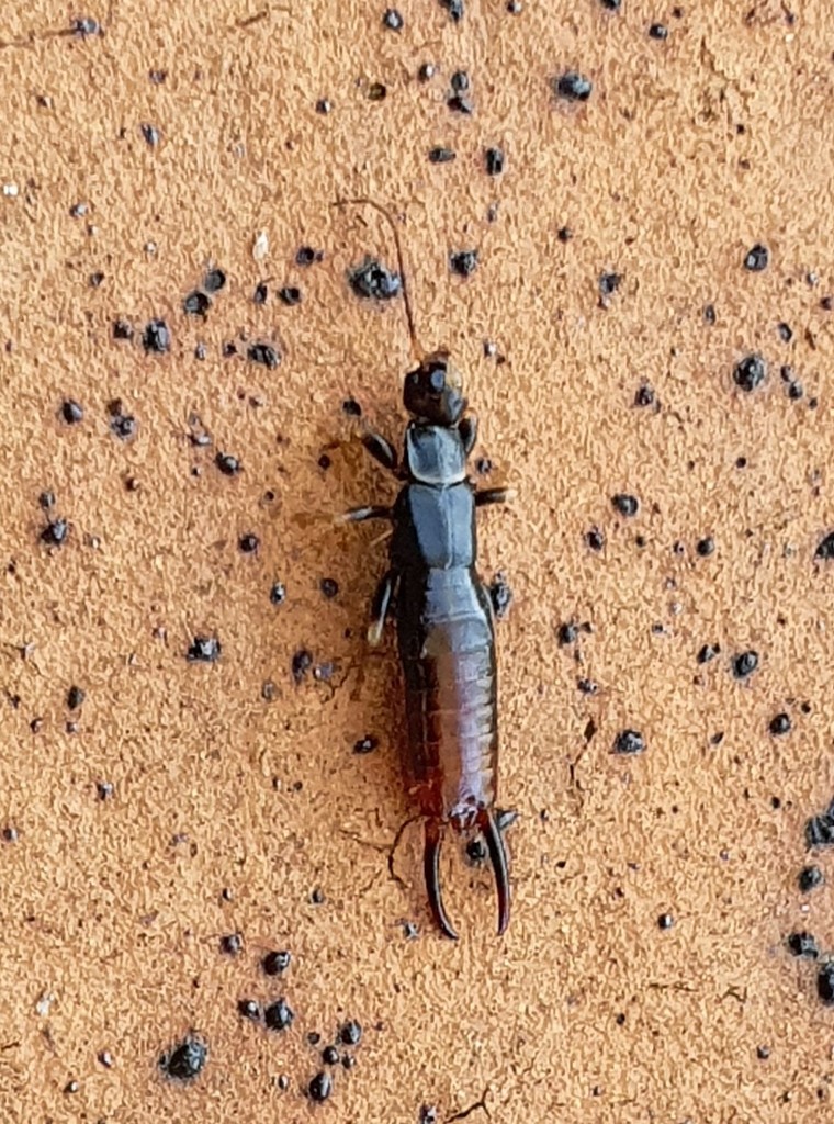 Nesogaster rehni