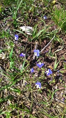 Veronica syriaca