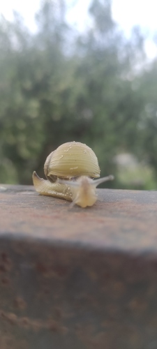 Green Garden Snail