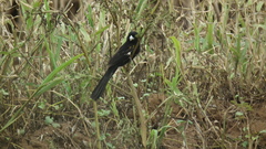 Euplectes albonotatus