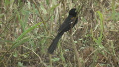 Euplectes albonotatus