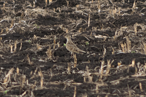 Eurasian Skylark