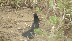 Euplectes albonotatus