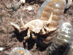 Neohymenicus pubescens