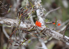 Scaphyglottis bidentata