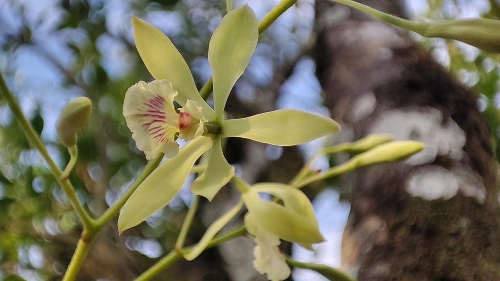 Encyclia profusa (Rolfe) Dressler & G.E.Pollard
