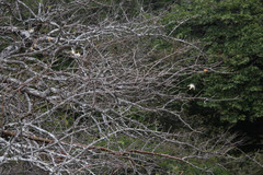Pochota fendleri