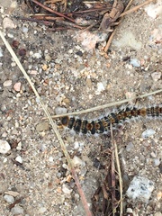 Thaumetopoea pityocampa