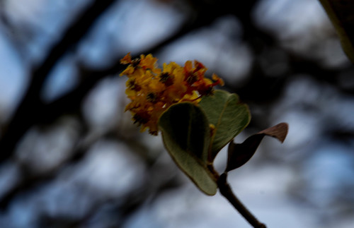 Byrsonima crassifolia - Whole tree