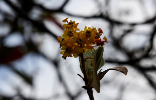 Byrsonima crassifolia - Leaves