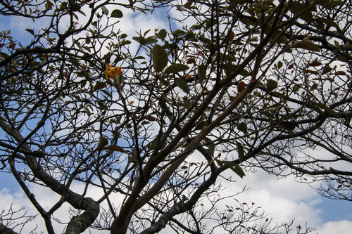 Byrsonima crassifolia - Leaves