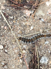 Thaumetopoea pityocampa