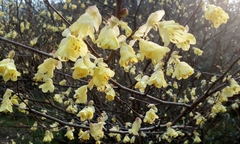 Corylopsis pauciflora