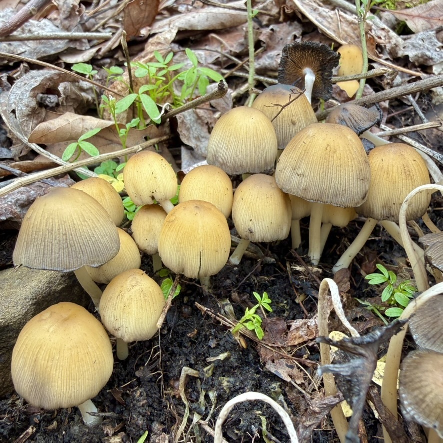Coprinellus micaceus · April 2026 · photo: © fluffberger (iNaturalist, cc-by-nc)
