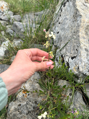 Hesperis laciniata, photograph (c) Tatyana Petrenko, some rights reserved (CC BY)