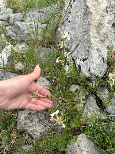 Hesperis laciniata, photograph 4
