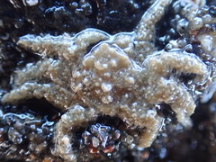 Neohymenicus pubescens