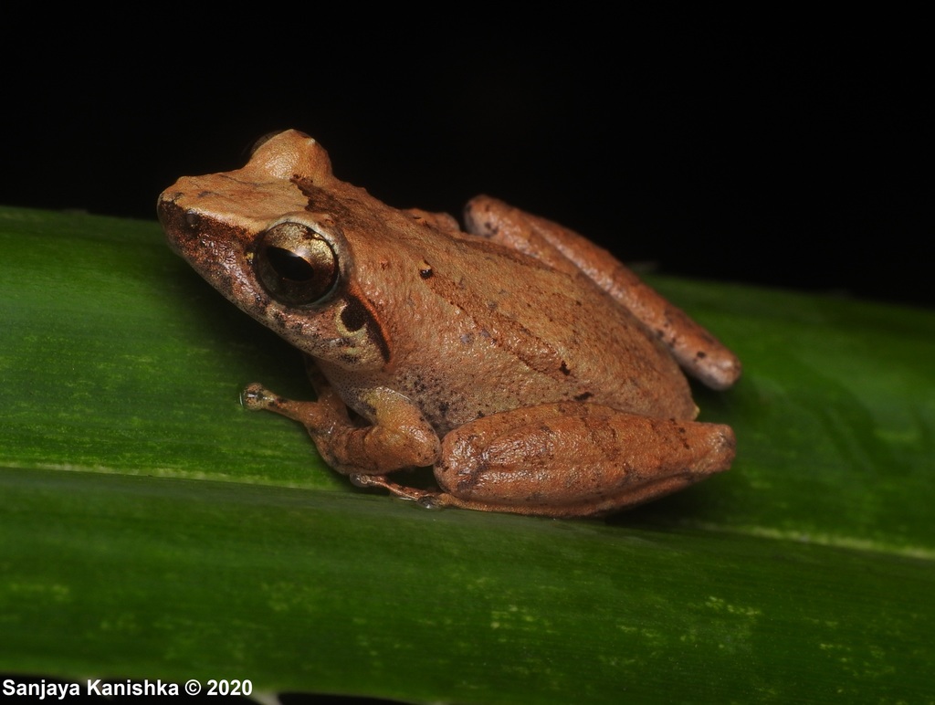Orange-Canthal Shrub Frog