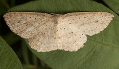 Cyclophora turneri