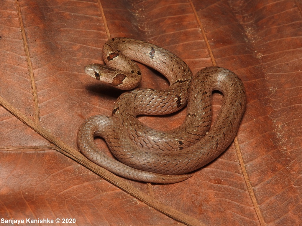 Duméril's Kukri Snake
