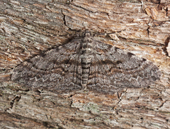 Boarmia suasaria