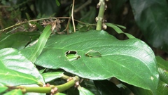 Tituria planata