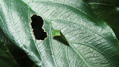 Tituria planata
