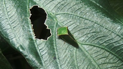 Tituria planata