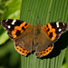 Indian Red Admiral - Photo (c) Rejoice Gassah, some rights reserved (CC BY), uploaded by Rejoice Gassah