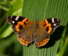 Indian Red Admiral - Photo (c) Rejoice Gassah, some rights reserved (CC BY), uploaded by Rejoice Gassah