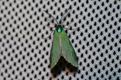 Jordanita globulariae