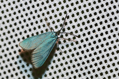 Jordanita globulariae