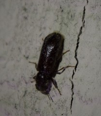 Melalgus plicatus