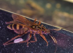 Setanta parsimonica