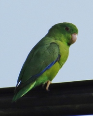 Forpus crassirostris