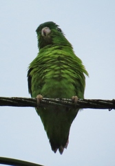 Forpus crassirostris