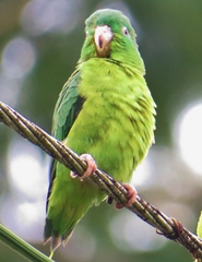 Forpus crassirostris