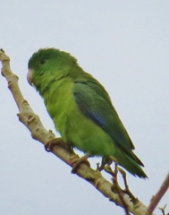 Forpus crassirostris