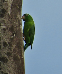 Forpus crassirostris