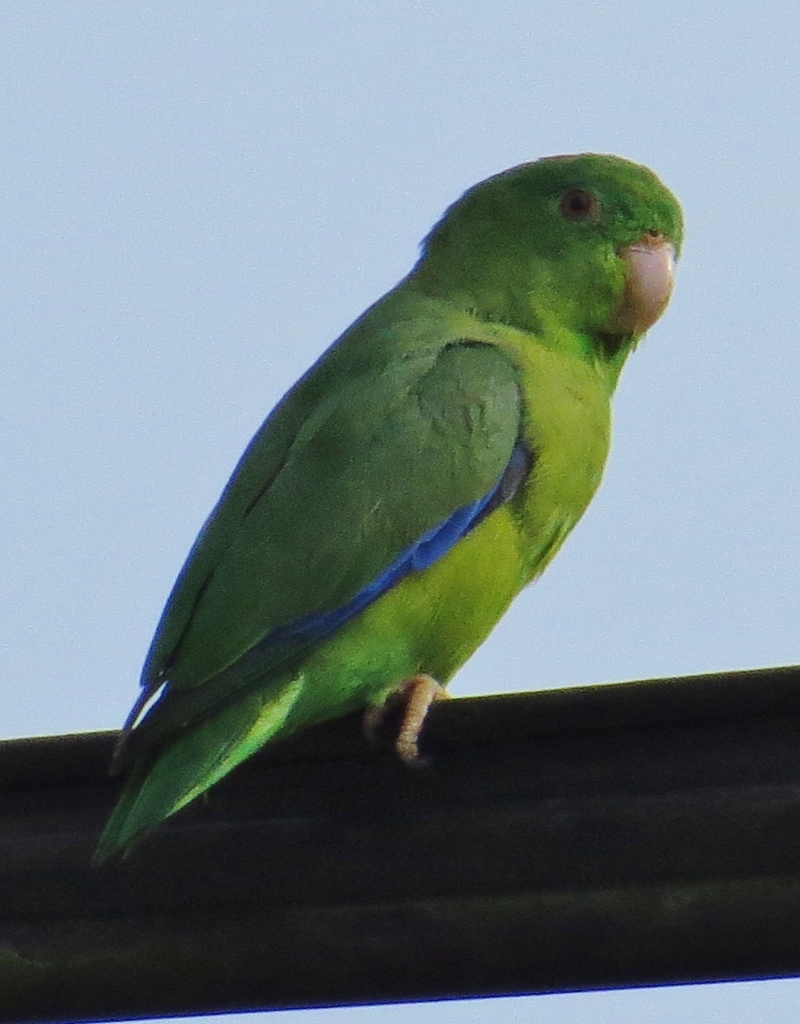 Cotorrita Azuleja, Forpus crassirostris