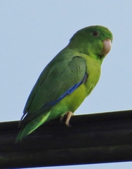 Forpus crassirostris