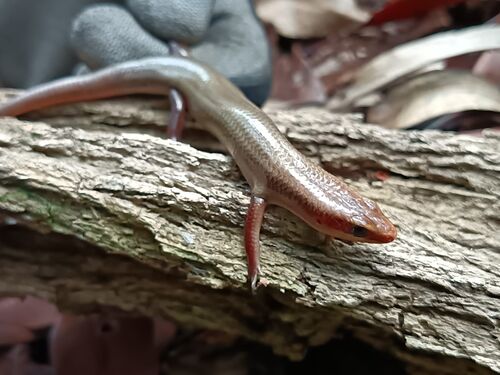 Sumichrast's Skink, Plestiodon sumichrasti